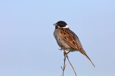 Reed bunting