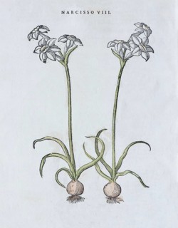 Poet's Daffodil