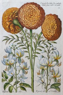 Marigold