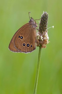 Ringlet