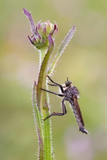 Raubfliege