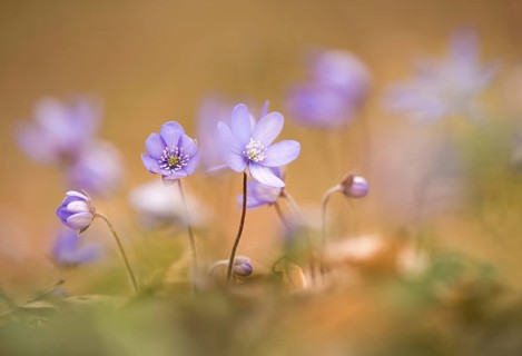 Liverwort