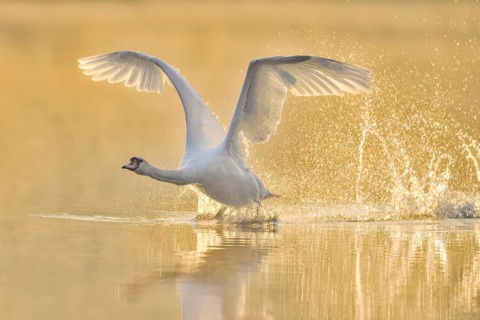 Mute swan