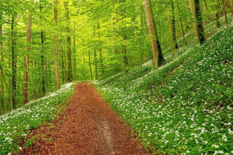 Hiking trail through Common beeches forest