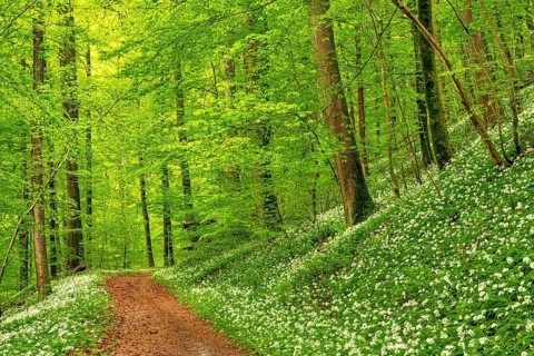 Hiking trail through Common beeches forest