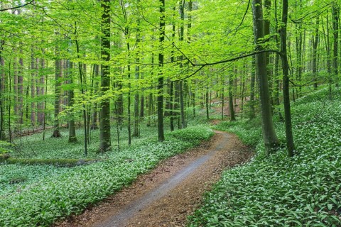 Flowering Ramsons