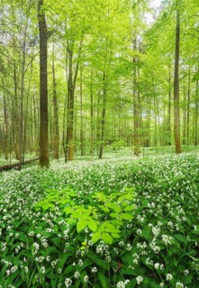 Flowering Ramsons