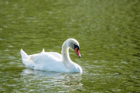 Mute swan