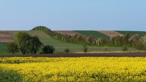 Cultural landscape with flowering Rapefield