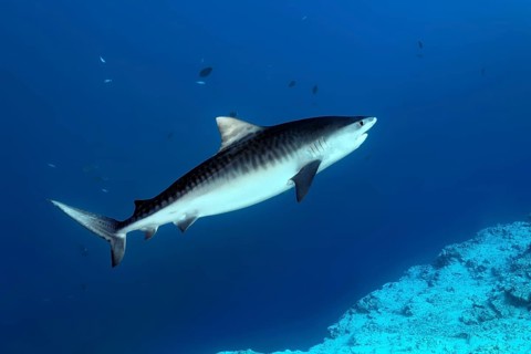 Tiger Shark