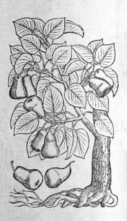 Pear tree