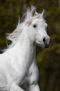 Thoroughbred Arabian grey stallion