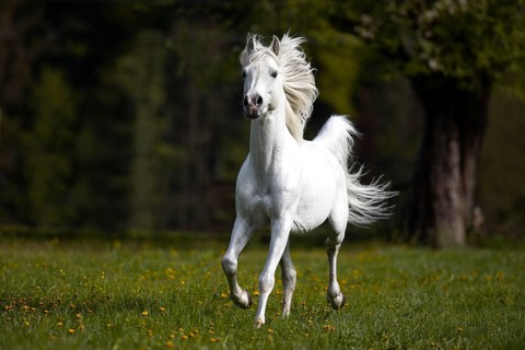 Thoroughbred Arabian grey stallion in spring on the pasture
