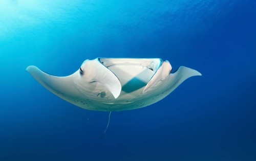 Reef manta ray