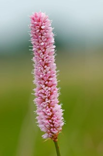 Meadow bistort