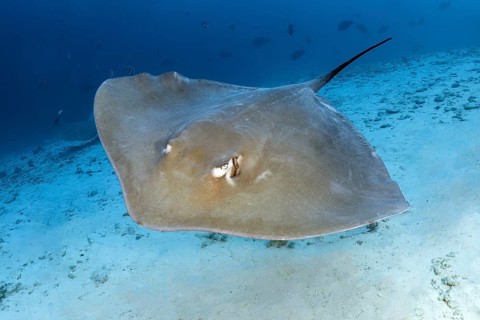Pink whipray