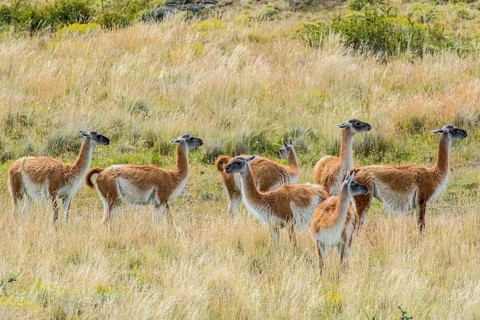 Guanacos