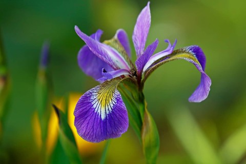 Iris versicolor