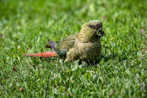 Austral parakeet