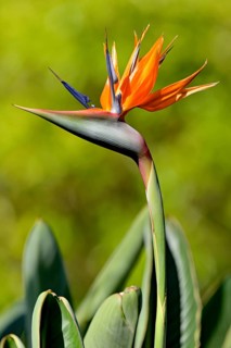 Strelitzia