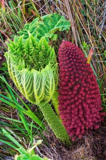 Giant or Chilean rhubarb