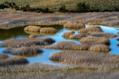 Laguna with marsh grass