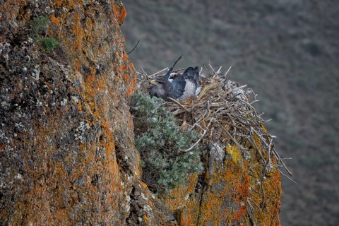 Black-chested Buzzard-Eagle