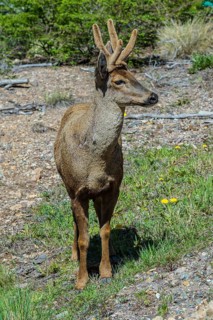Male South Andean Deer