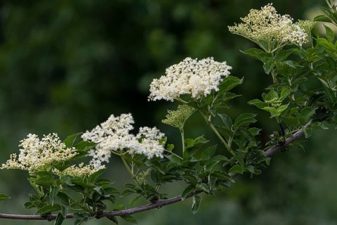 Elder