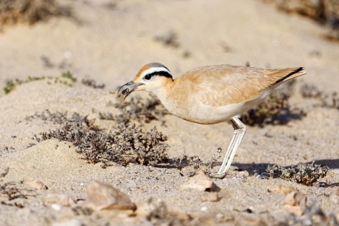 Racing bird