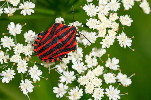 Italian striped-bug
