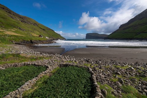 With stone walls included potato plantations