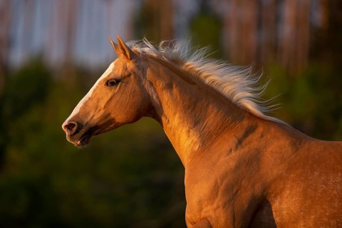 Quarter Horse mare Palomino in portrait on the pasture