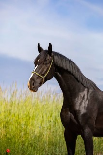 Warmblood black gelding with halter in portrait on pasture