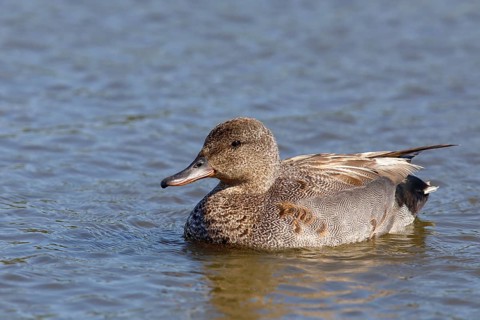 Gadwall