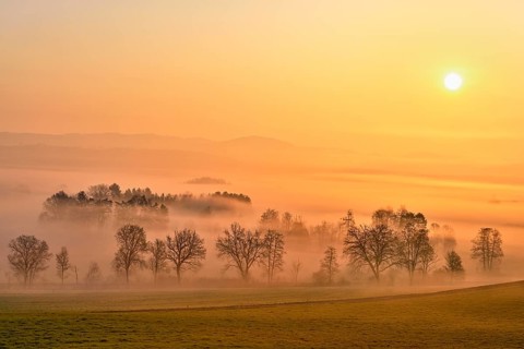 Meadows and trees in early fog