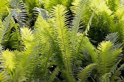 Ostrich Fern
