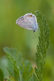 Short-tailed blue Cupid