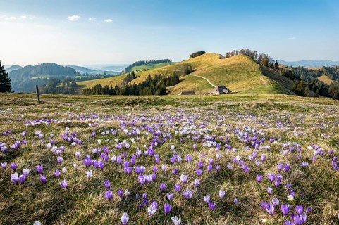 Meadow with flowering purple Crocus