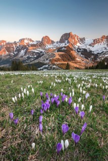Blossoming crocus meadow near Gurnigelpass