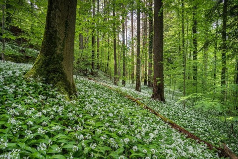 Flowering Ramsons
