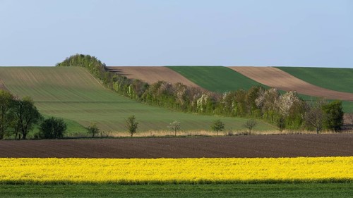 Cultural landscape with flowering Rapefield