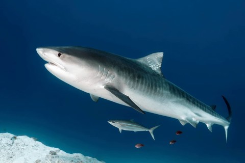 Tiger Shark