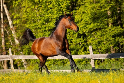Brown thoroughbred Arabian stallion on the pasture in spring