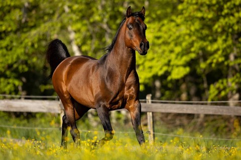 Brown thoroughbred Arabian stallion on the pasture in spring