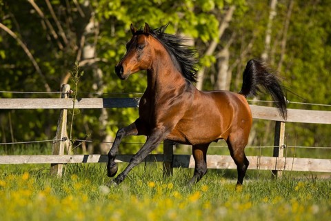 Brown thoroughbred Arabian stallion on the pasture in spring