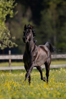 Thoroughbred Arabian black stallion in spring on the pasture