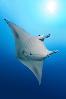 Reef manta ray