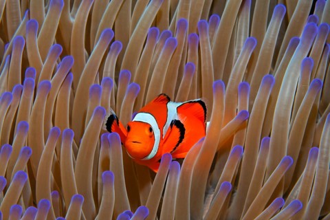 Ocellaris Clownfish
