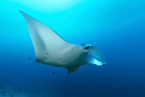 Reef manta ray